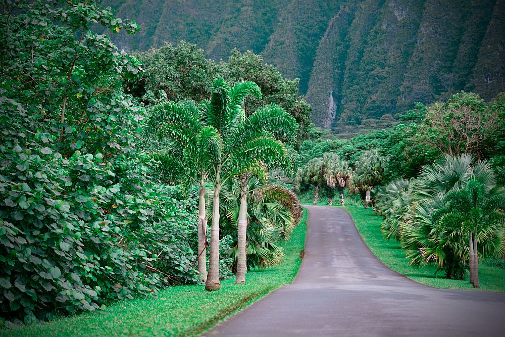 SUCCESS-BEGINS-WITH-YOUR-THOUGHTS-EMOTIONS-Hawaii-1000