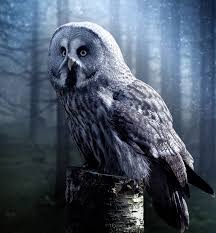 Owl-knows-216