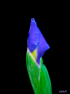 Blue-flower
