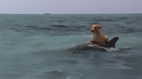 Dog surfing on dolphin